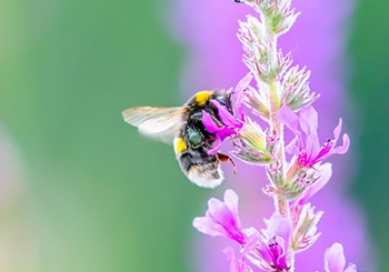 bee with flower notts wildlife