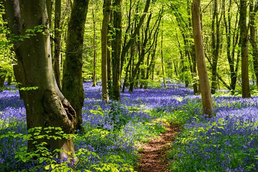 Supporting the UK’s ancient woodlands and our mental wellbeing